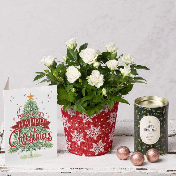 White Rose Christmas Gift image