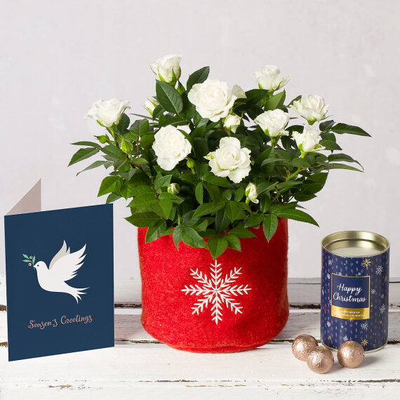 Image of White Christmas Rose Gift