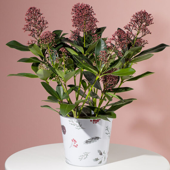 Skimmia Plant In Zinc Pot image