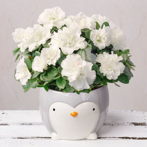 White Azalea in Ceramic Penguin Pot image