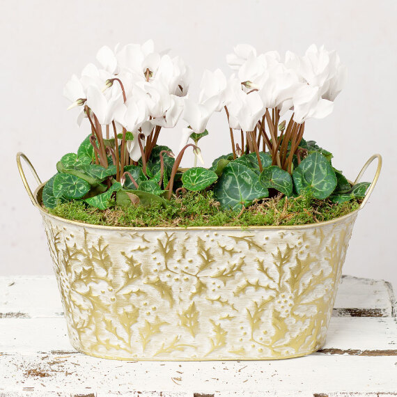 Image of White Cyclamen Duo