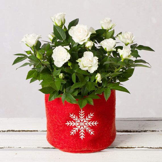 White Rose In Red Snowflake Pot image