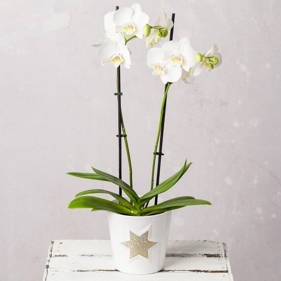Image of White Phalaenopsis Orchid in Star Pot