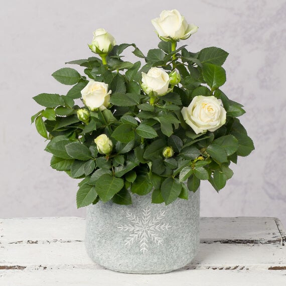 White Christmas Rose image