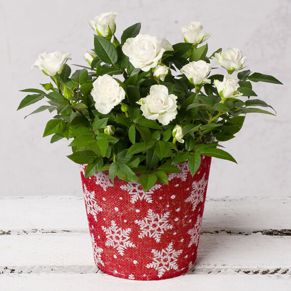 White Rose in Festive Pot image