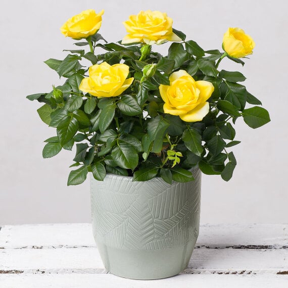 Yellow Rose in Ceramic Pot image