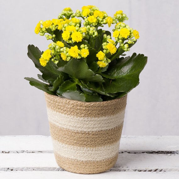 Yellow Kalanchoe In Jute Pot image