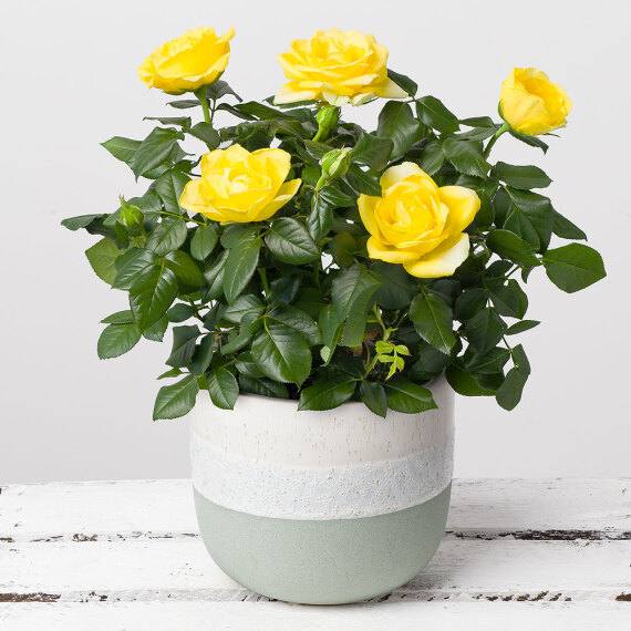 Yellow Rose in Green Stoneware Pot image