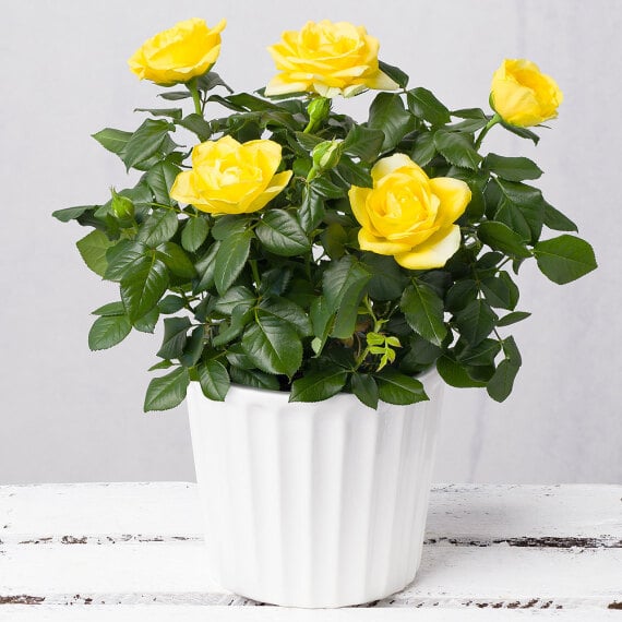 Yellow Rose in White Ceramic Pot image