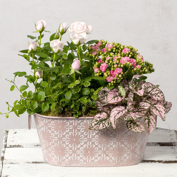Image of Pink Plants in Zinc Planter