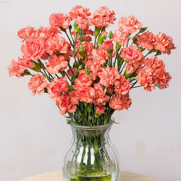 Top Facts About Carnations - Appleyard London