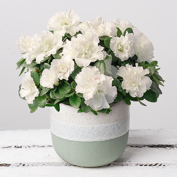 White Azalea Plant