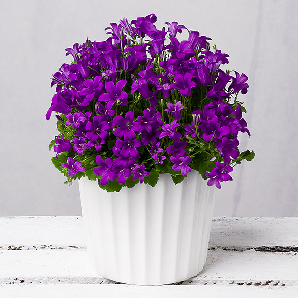 Purple Campanula Plant