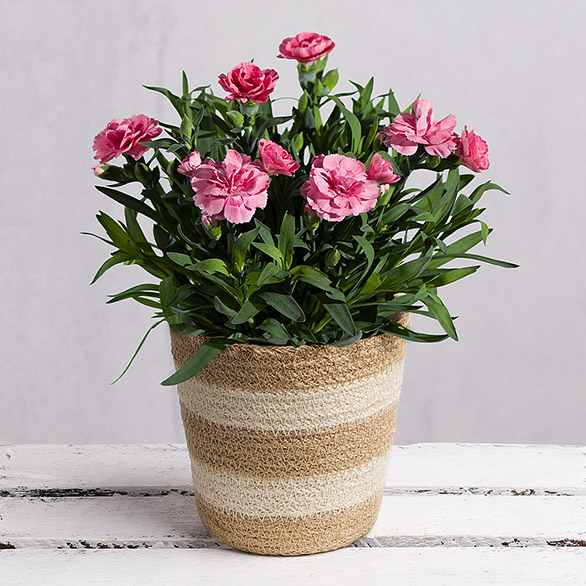 Pink Carnation Plant