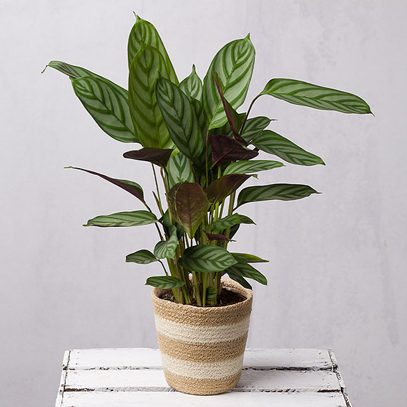 Calathea Plant