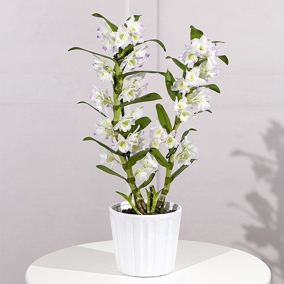 Image of Dendrobium Orchid Plant