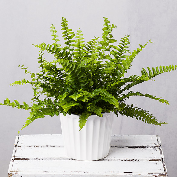 Boston Fern Plant