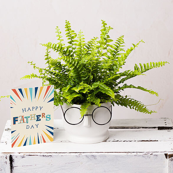 House Plants | Bunches