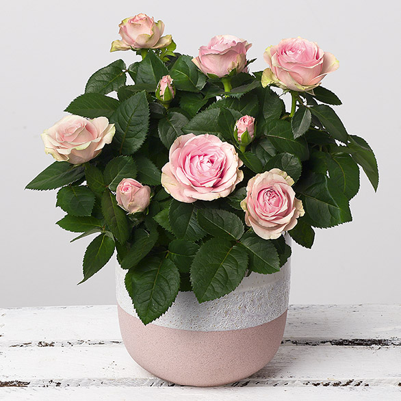 Pink Rose Plant