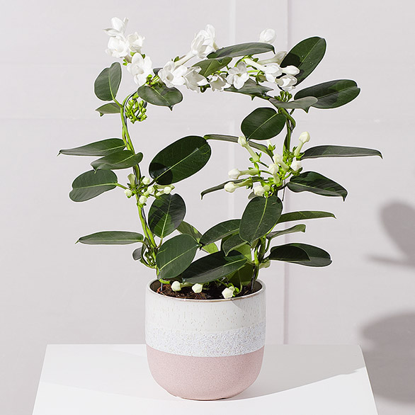 Stephanotis Plant