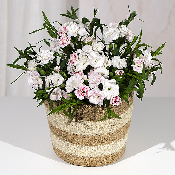 White Carnation Plant
