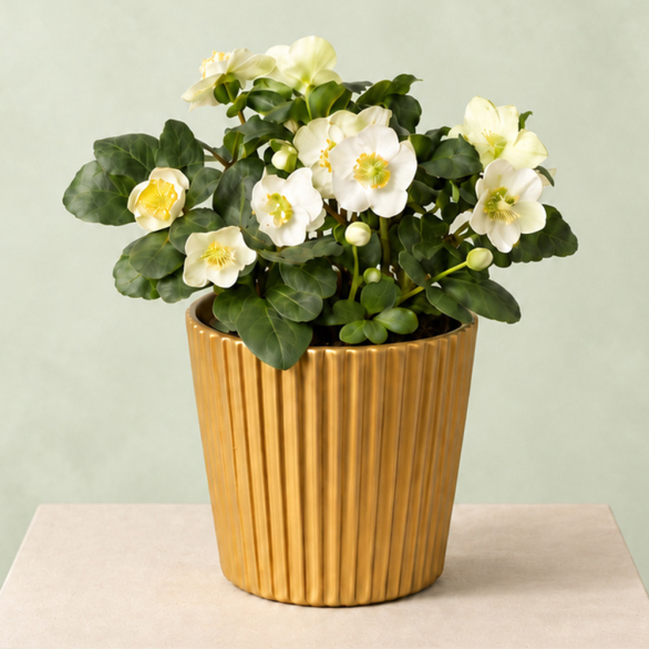 Image of Christmas Helleborus In Gold Zinc Pot