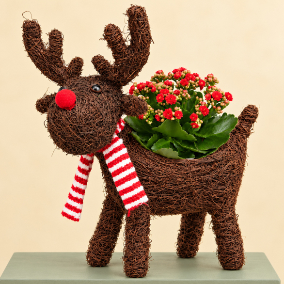 Image of Rudolph Red Kalanchoe Planter