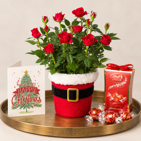 Image of Santa Red Rose Gift