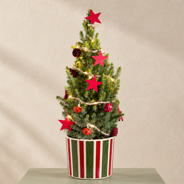 Image of Decorated Christmas Tree