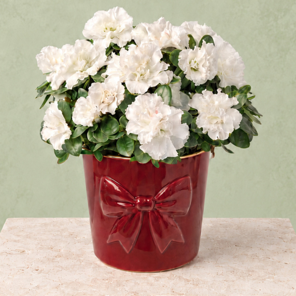Image of White Azalea in Bow Pot