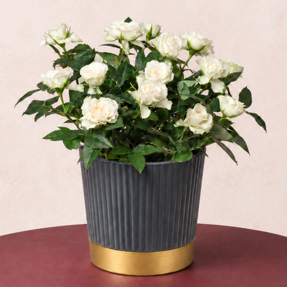 Image of White Rose in Ribbed Pot
