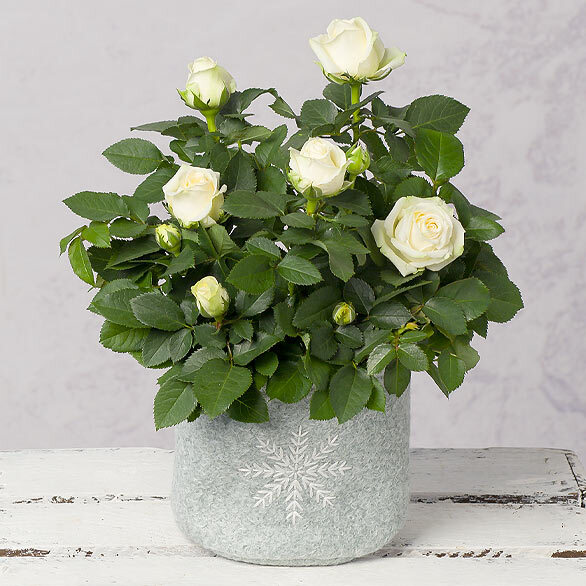 Flower Delivery | Bunches