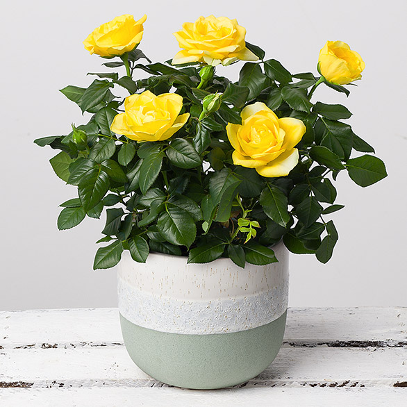 Yellow Rose Plant