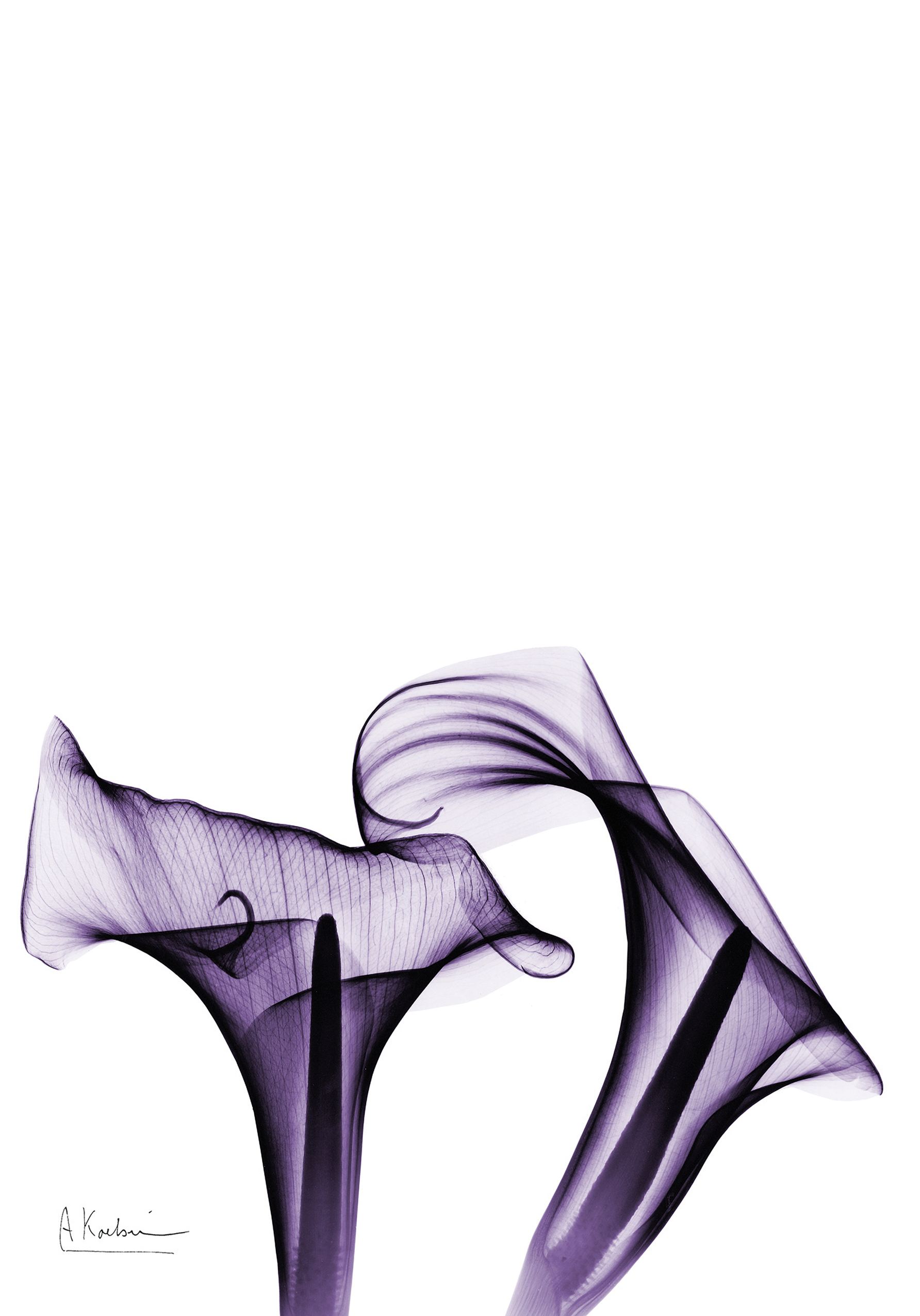 Photograph of Albert Koetsier Calla Lily Card