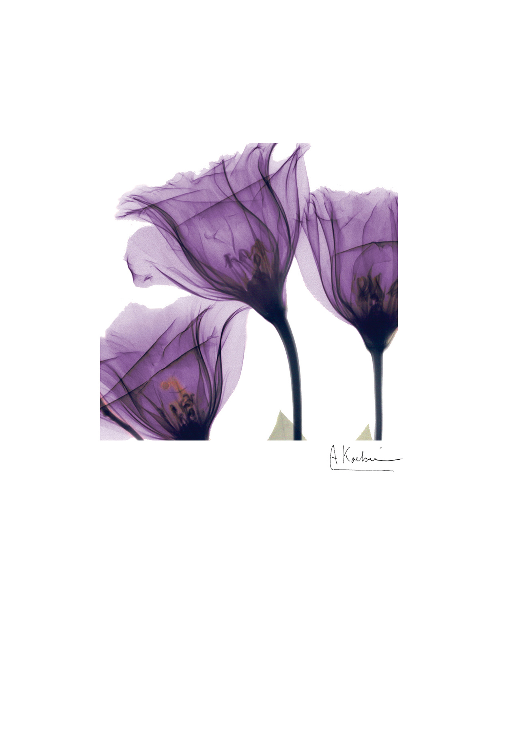 Photograph of Albert Koetsier Small Lisianthus Card
