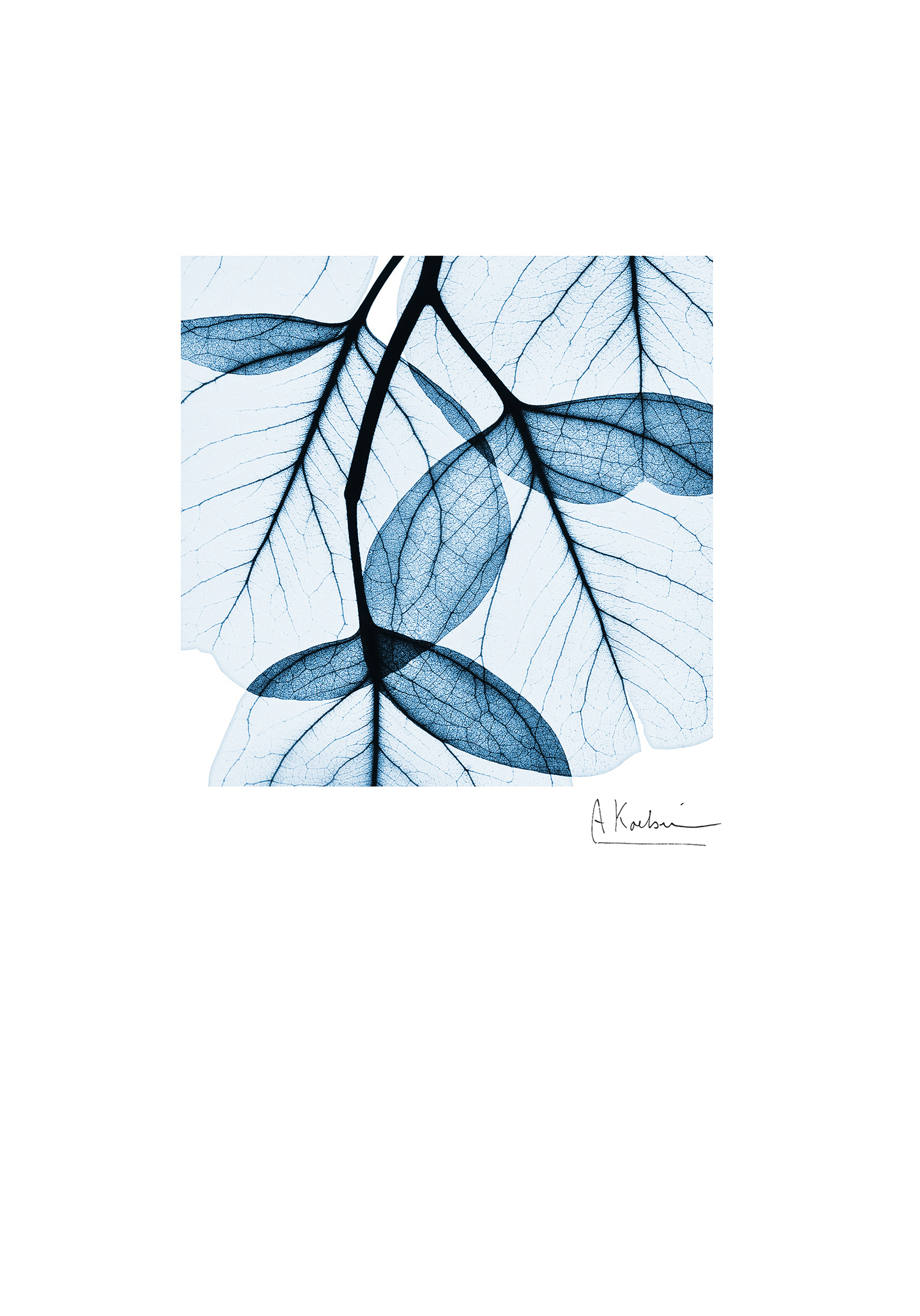 Photograph of Albert Koetsier Blue Leaf Card
