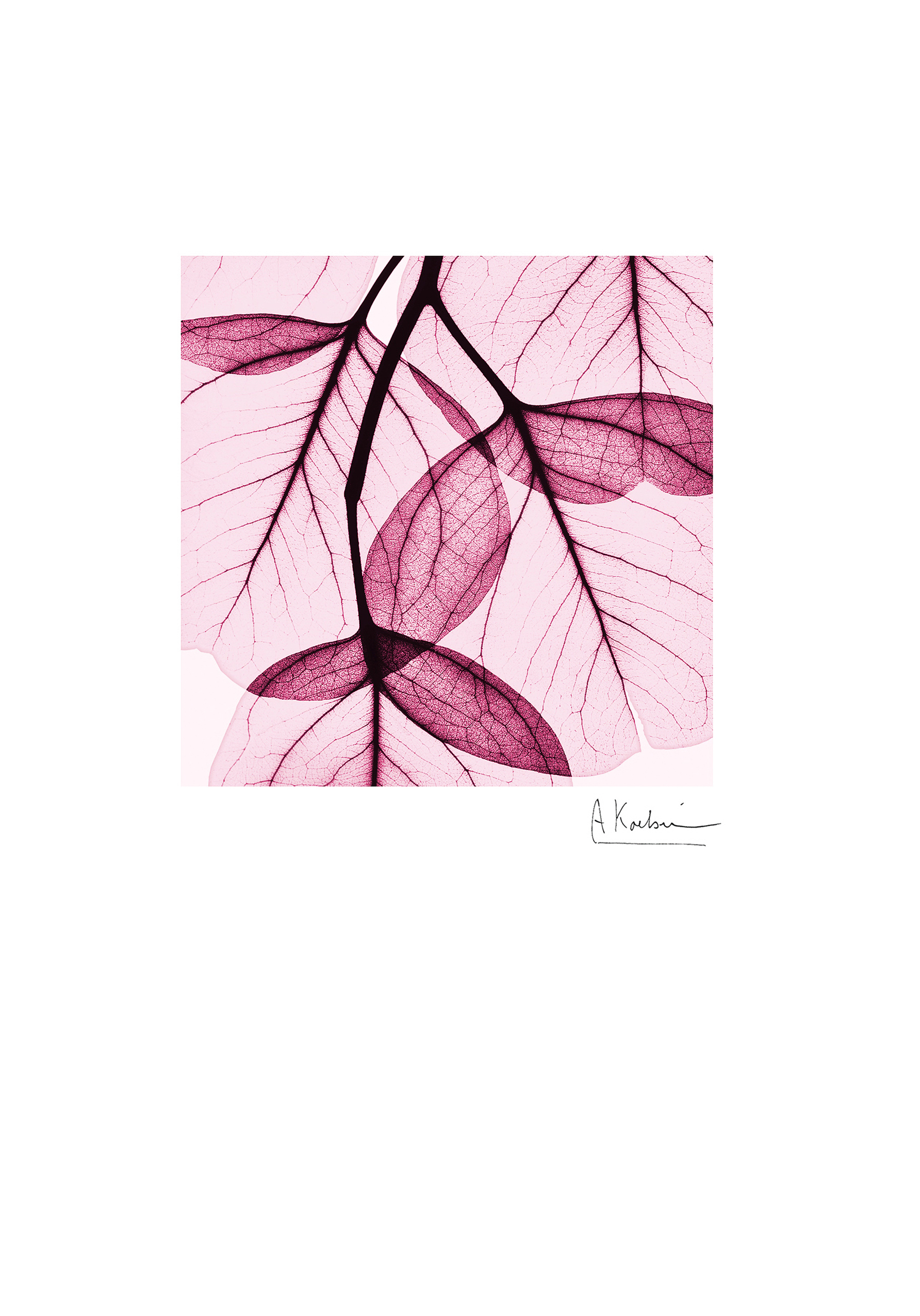 Photograph of Albert Koetsier Pink Leaf Card