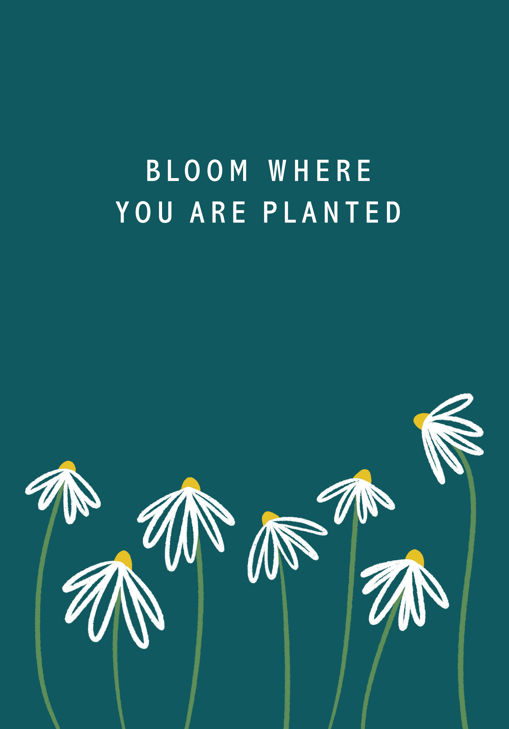 Photograph of Bloom Daisies Card
