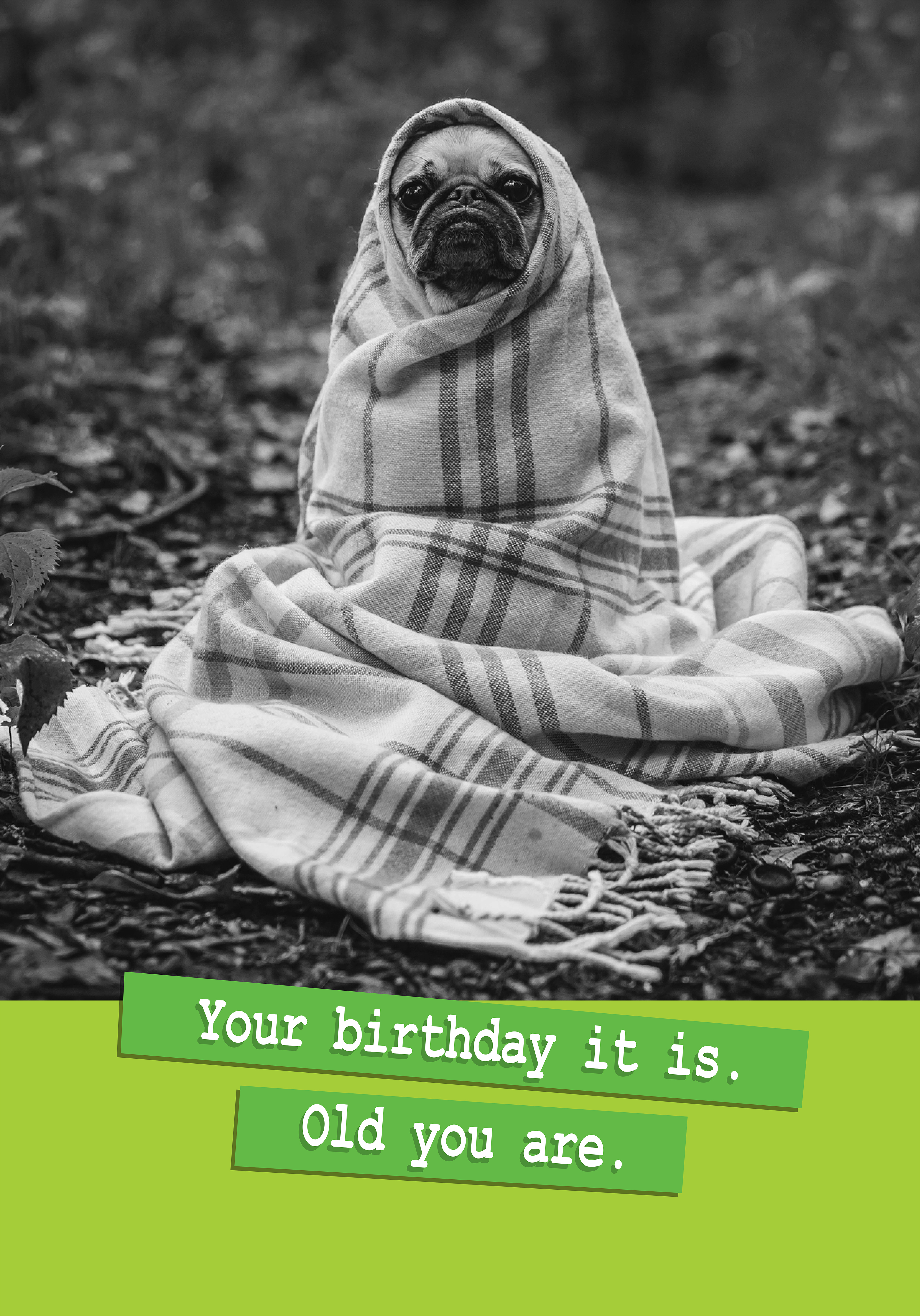 Photograph of Funny Dog Birthday Card