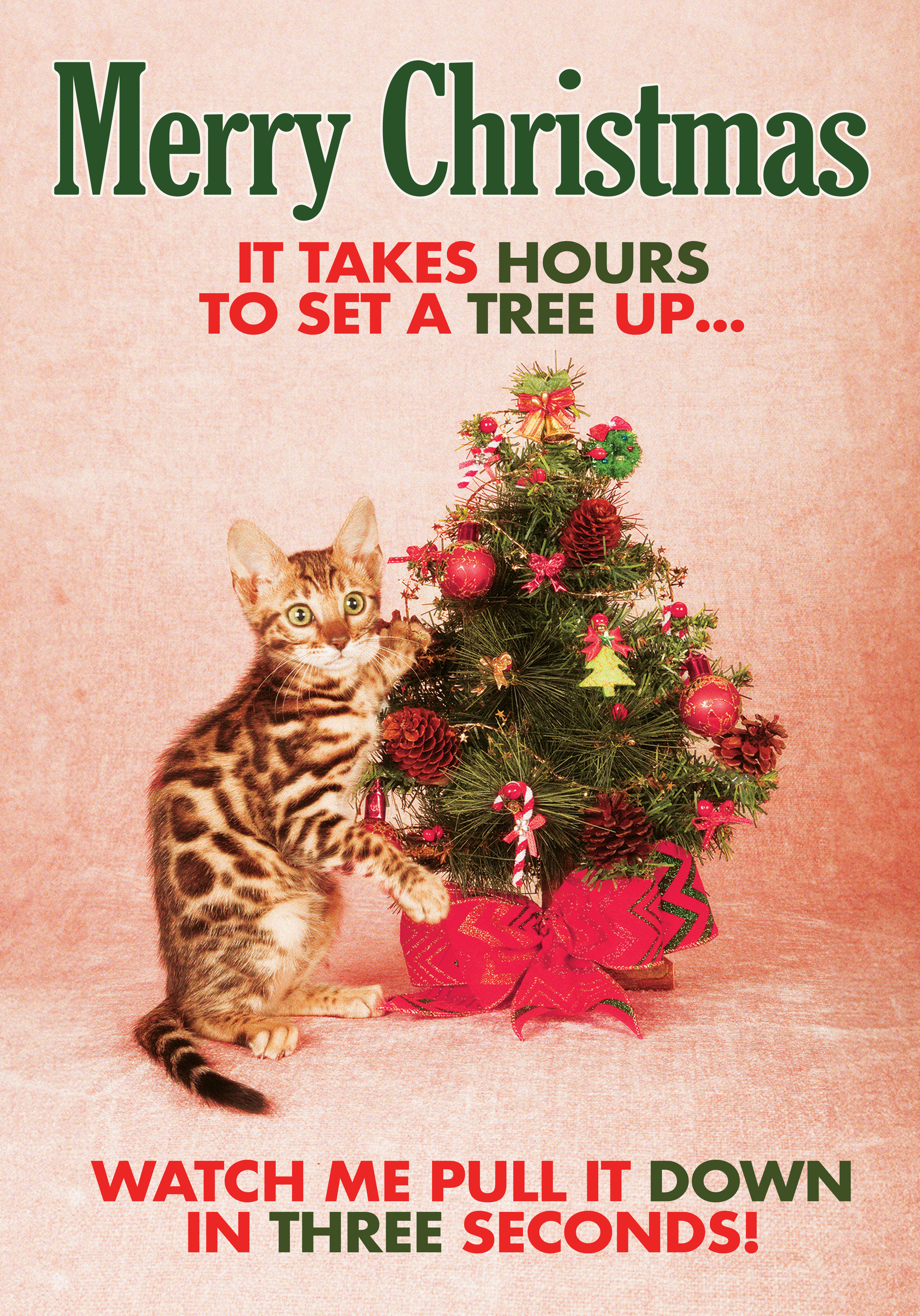 Photograph of Cute Cat Christmas Card