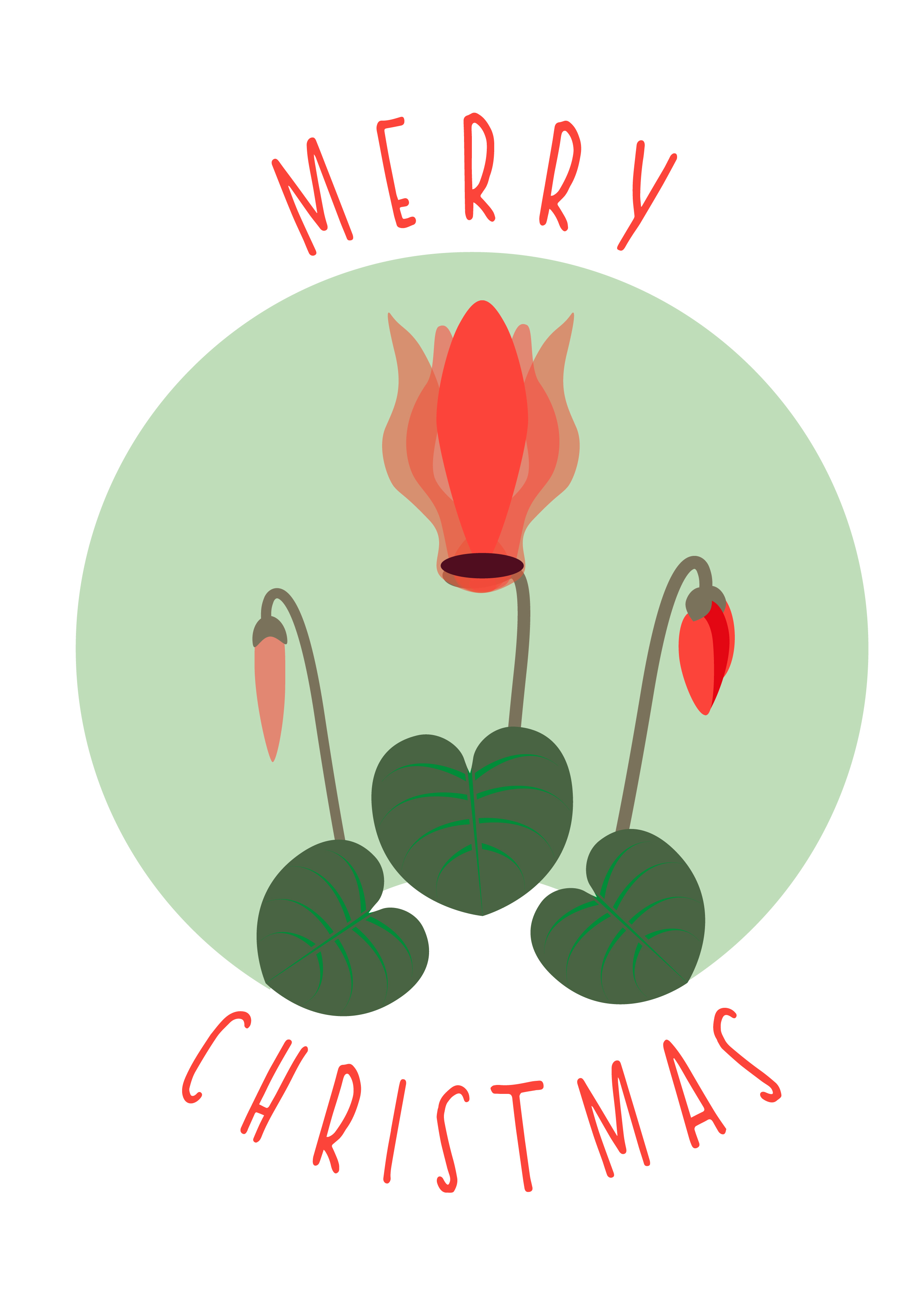 Photograph of Christmas Cyclamen