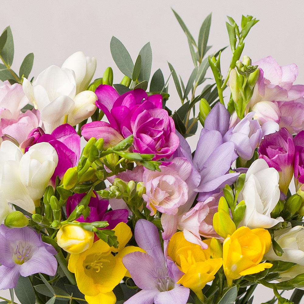 Photograph 2 of Summer Freesias Letterbox