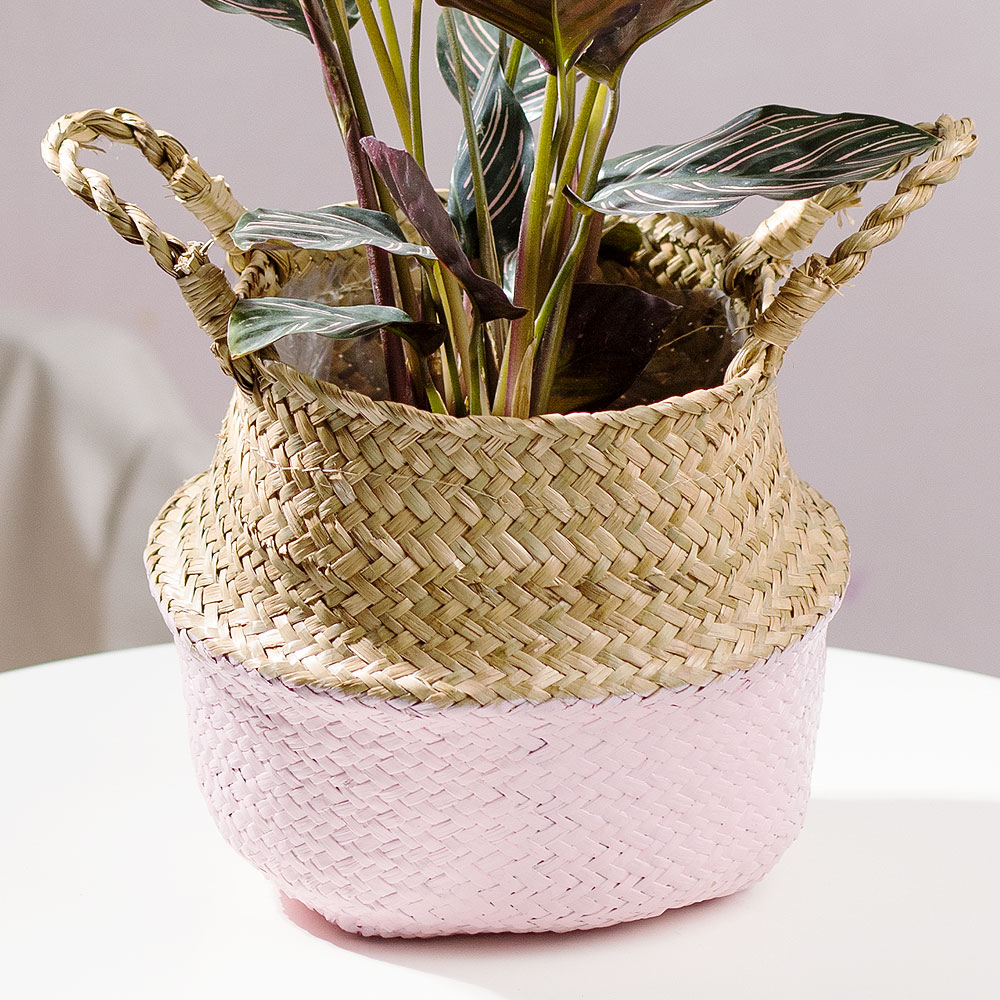 Photograph 2 of Pinstripe Calathea in Woven Basket