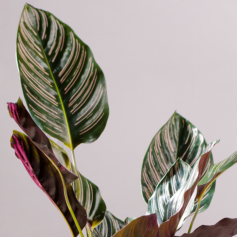 Photograph 3 of Pinstripe Calathea in Woven Basket