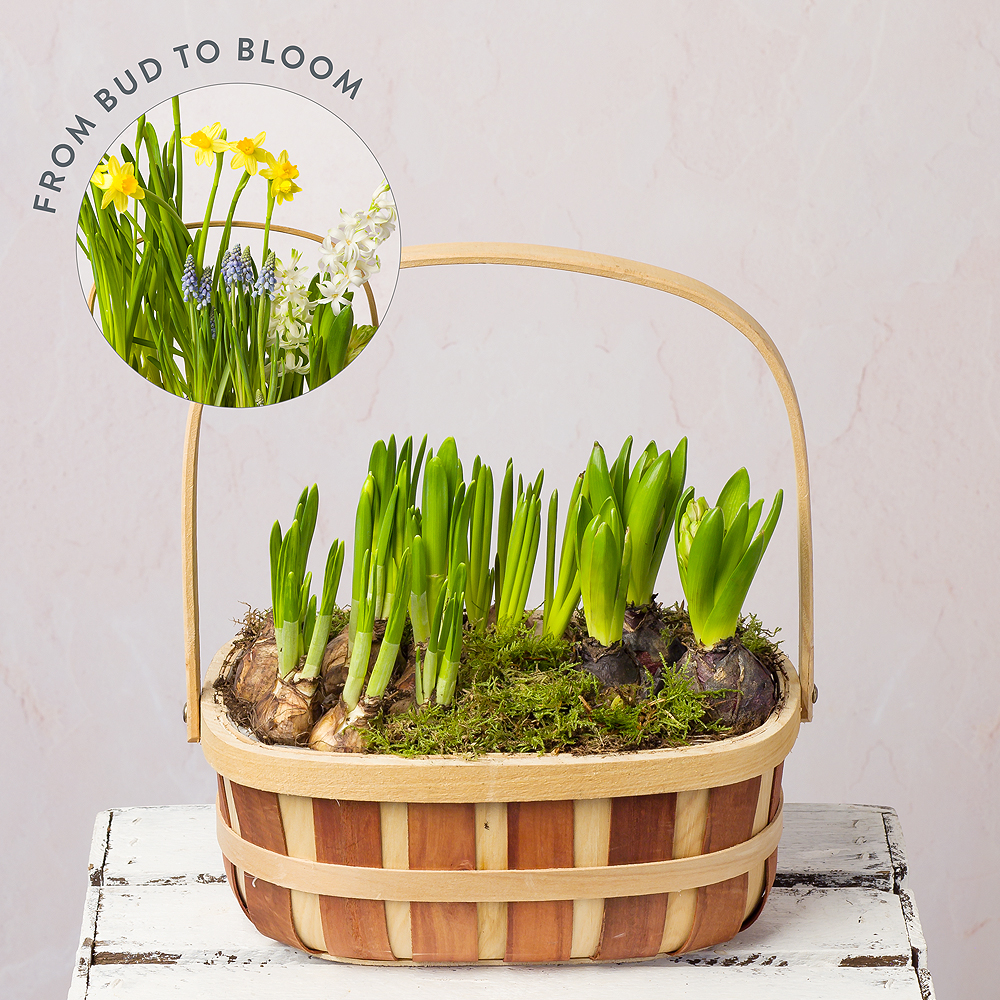 Flower Delivery Bunches