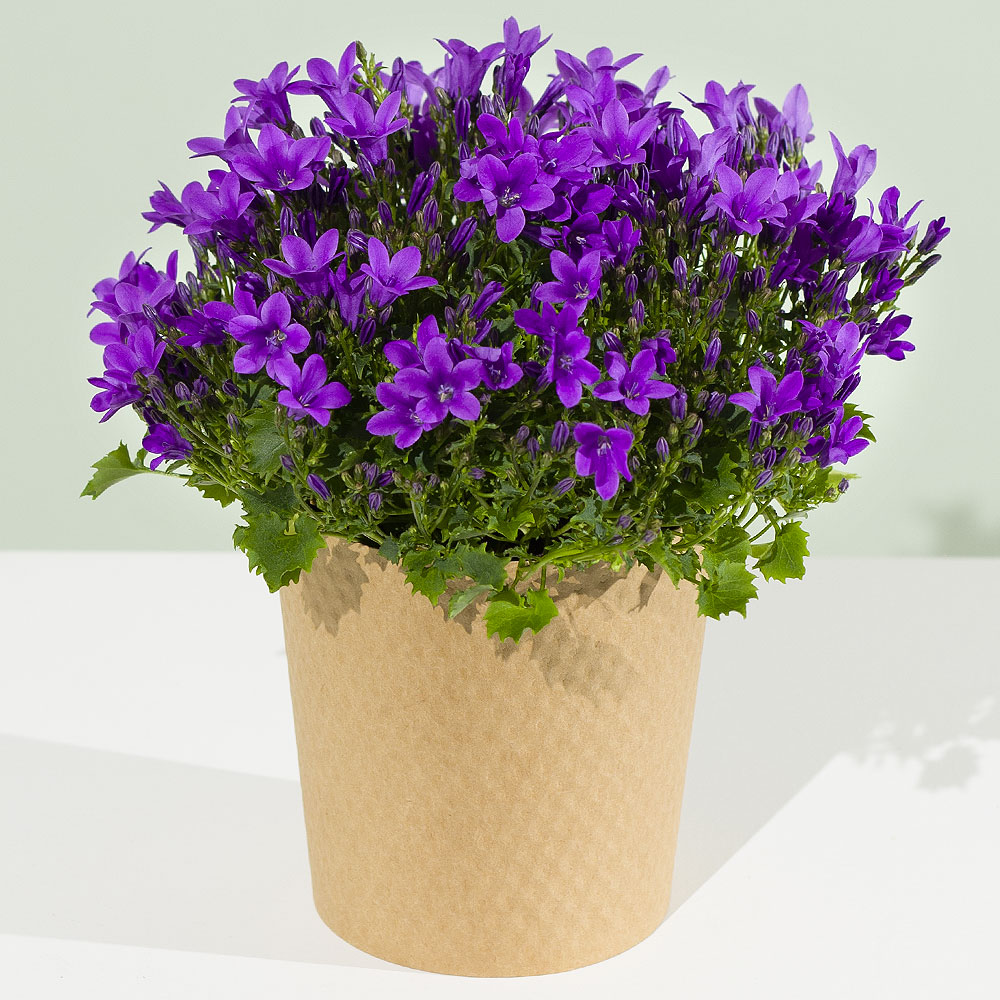 Photograph 1 of Purple Campanula Plant