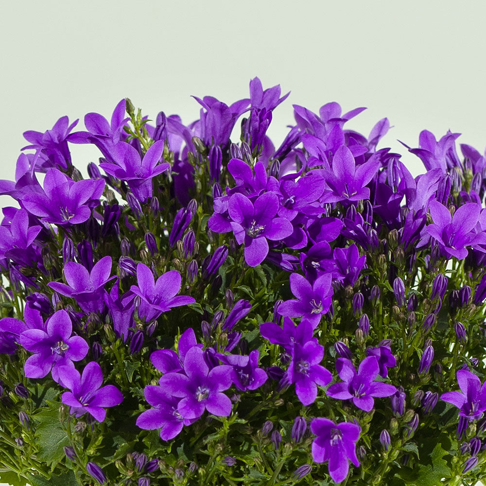 Photograph 2 of Purple Campanula Plant