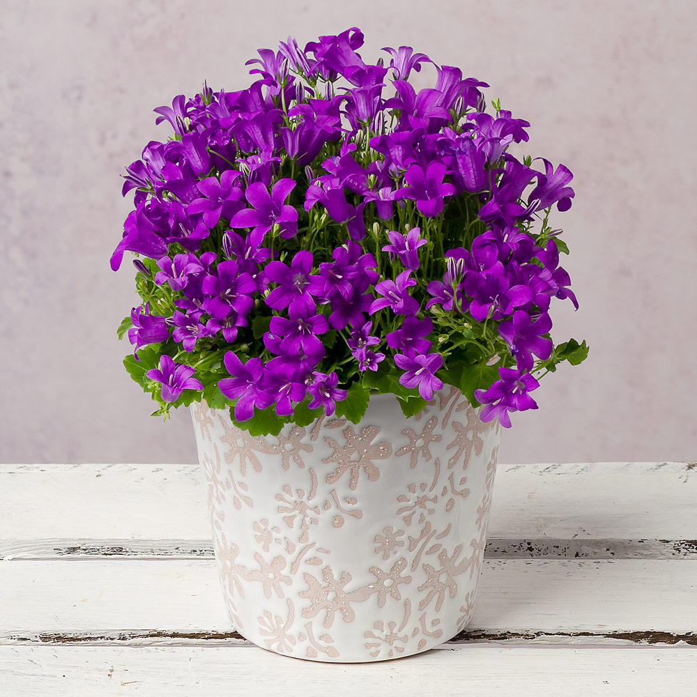 Campanula in Ceramic Pot Campanula in Ceramic Pot