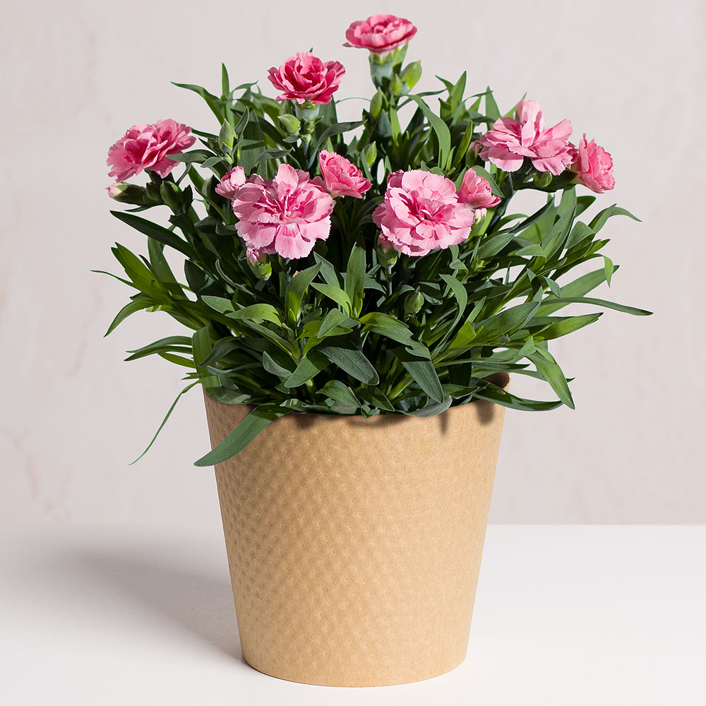 Photograph 1 of Pink Carnation Plant