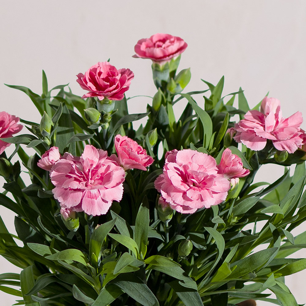 Photograph 2 of Pink Carnation Plant